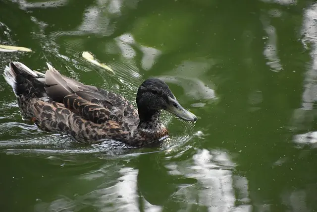 Peinture Rapide : Les 7 Erreurs à Éviter pour un Fini Parfait